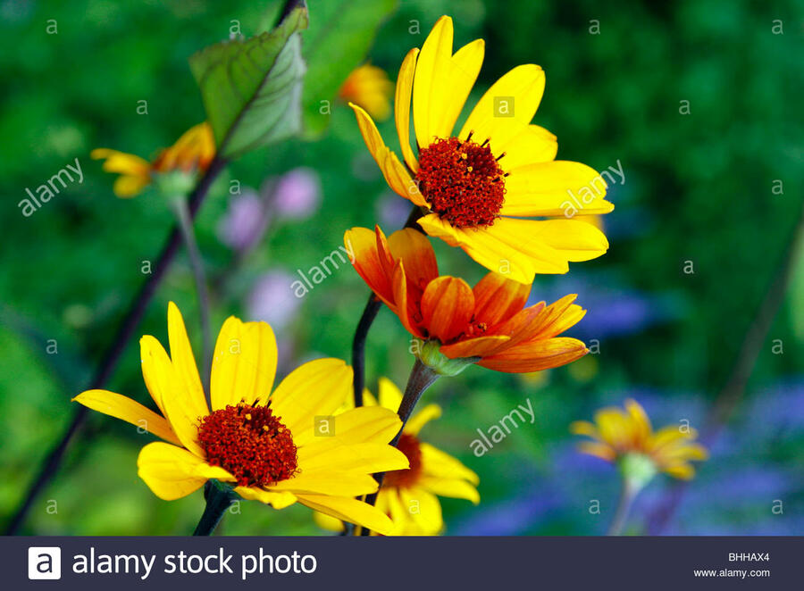 Janeba drsná 'Sommer Nights' - Heliopsis helianthoides var. scabra 'Sommer Nights'