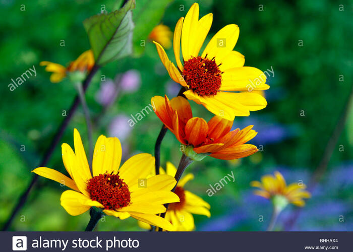 Janeba drsná 'Sommer Nights' - Heliopsis helianthoides var. scabra 'Sommer Nights'