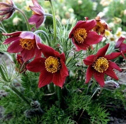 Koniklec obecný 'Bells Red' - Pulsatilla vulgaris 'Bells Red'