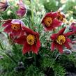 Koniklec obecný 'Bells Red' - Pulsatilla vulgaris 'Bells Red'