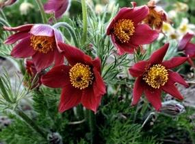 Koniklec obecný 'Bells Red' - Pulsatilla vulgaris 'Bells Red'