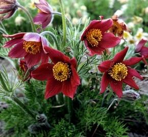 Koniklec obecný 'Bells Red' - Pulsatilla vulgaris 'Bells Red'