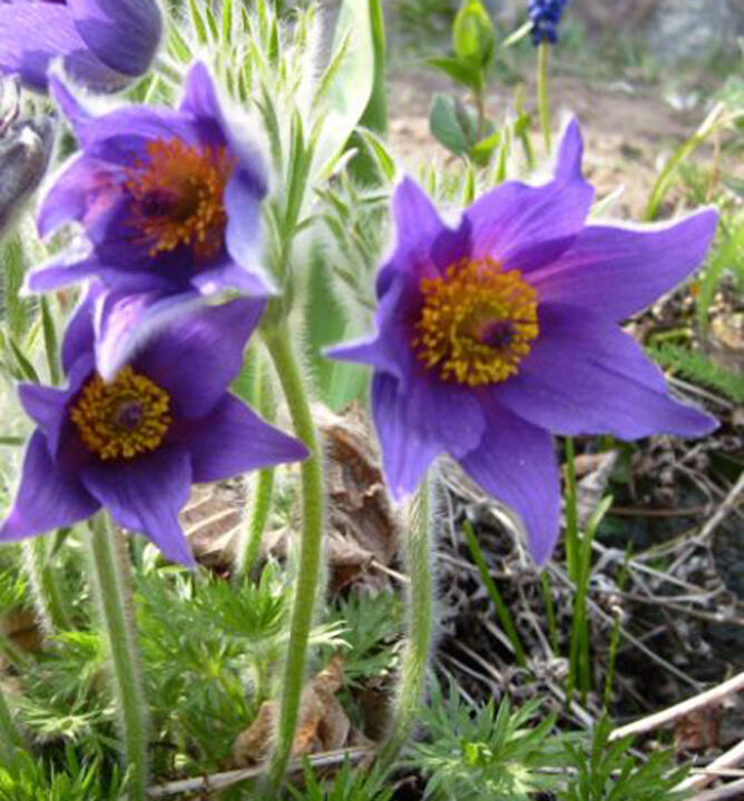 Koniklec obecný 'Bells Violet' - Pulsatilla vulgaris 'Bells Violet'