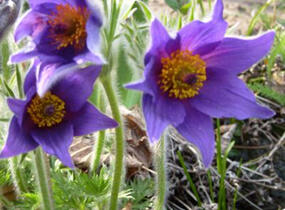 Koniklec obecný 'Bells Violet' - Pulsatilla vulgaris 'Bells Violet'
