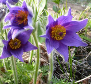 Koniklec obecný 'Bells Violet' - Pulsatilla vulgaris 'Bells Violet'