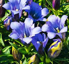 Hořec 'Luis Easy Blue' - Gentiana hybrida 'Luis Easy Blue'