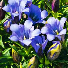 Hořec 'Luis Easy Blue' - Gentiana hybrida 'Luis Easy Blue'