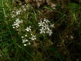 Šater svazčitý - Gypsophila fastigiata