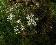 Šater svazčitý - Gypsophila fastigiata