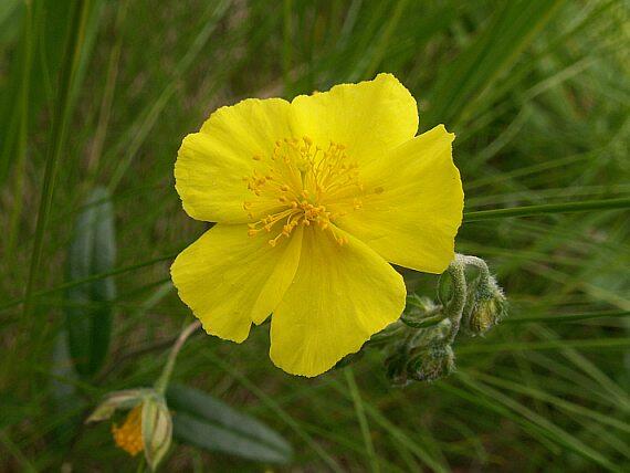 Devaterník velkokvětý tmavý - Helianthemum grandiflorum ssp.obscurum
