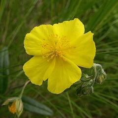 Devaterník velkokvětý tmavý - Helianthemum grandiflorum ssp.obscurum