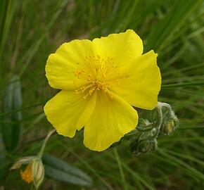 Devaterník velkokvětý tmavý - Helianthemum grandiflorum ssp.obscurum