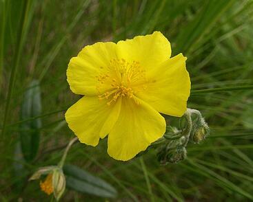 Devaterník velkokvětý tmavý