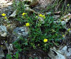 Devaterník šedý - Helianthemum canum