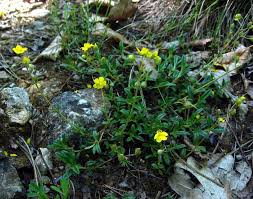 Devaterník šedý - Helianthemum canum