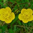 Pryskyřník hlíznatý - Ranunculus bulbosus