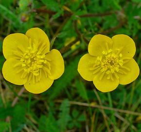 Pryskyřník hlíznatý