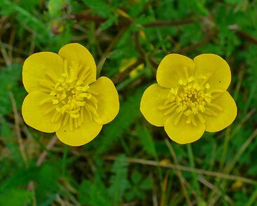 Pryskyřník hlíznatý