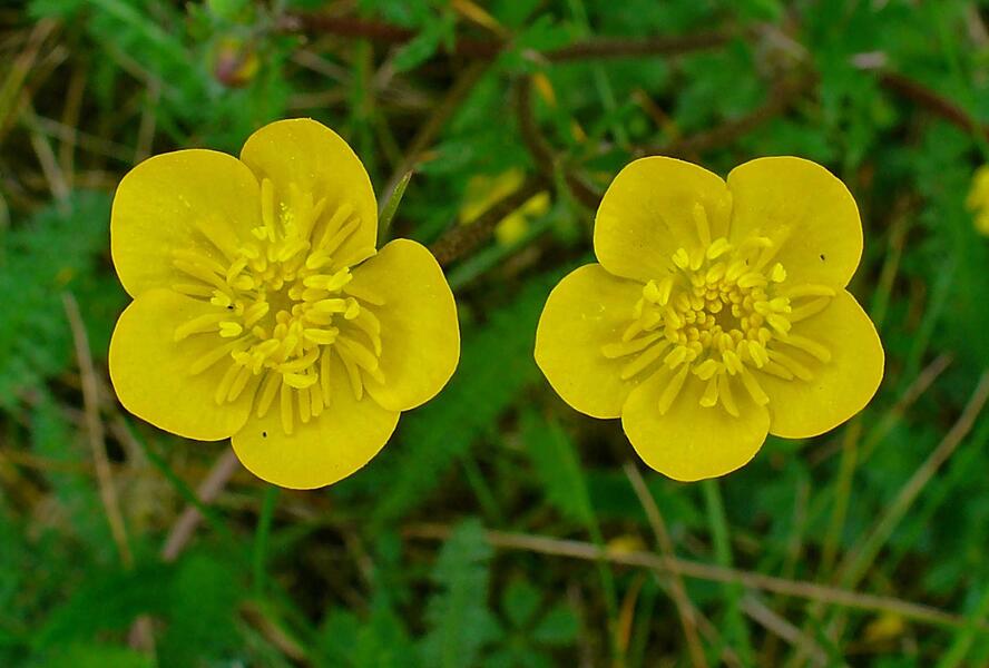 Pryskyřník hlíznatý - Ranunculus bulbosus