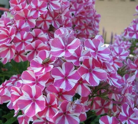 Plamenka latnatá 'Adessa Special Lilac Twist' - Phlox paniculata 'Adessa Special Lilac Twist'