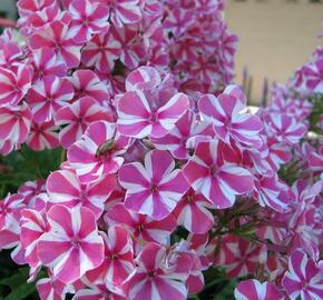 Plamenka latnatá 'Adessa Special Lilac Twist' - Phlox paniculata 'Adessa Special Lilac Twist'