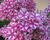 Plamenka latnatá 'Adessa Special Lilac Twist'