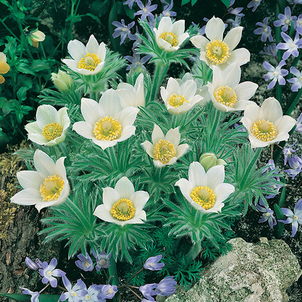 Koniklec obecný 'Bells White' - Pulsatilla vulgaris 'Bells White'