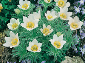 Koniklec obecný 'Bells White' - Pulsatilla vulgaris 'Bells White'