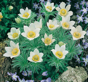 Koniklec obecný 'Bells White' - Pulsatilla vulgaris 'Bells White'