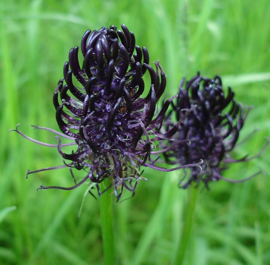 Zvonečník černý - Phyteuma nigrum