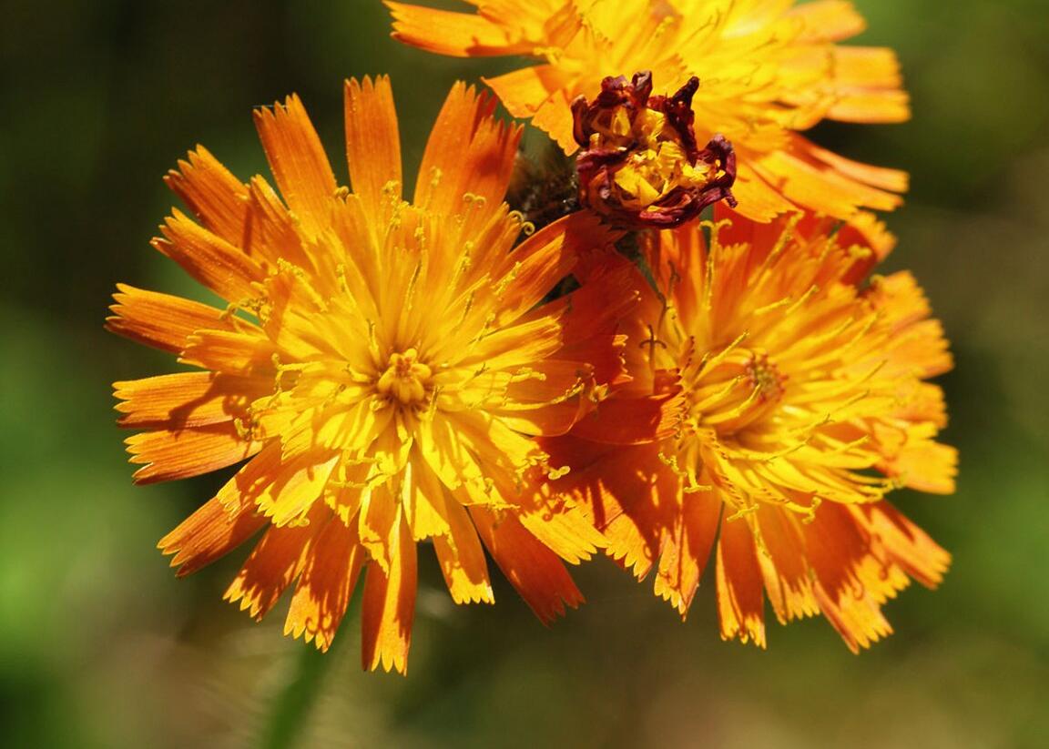 Chlupáček oranžový - Pilosella aurantiaca