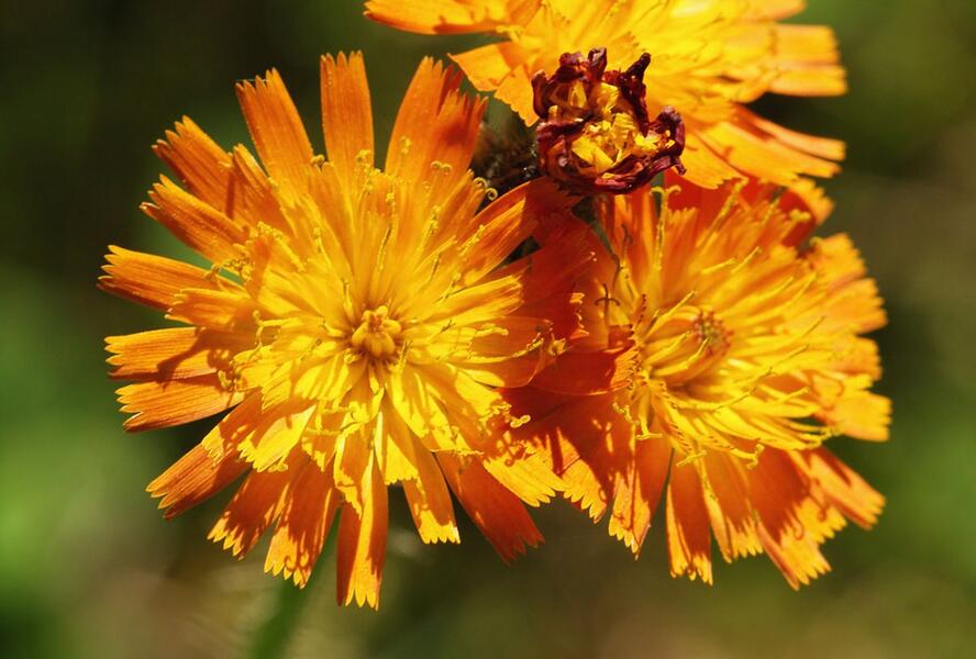 Chlupáček oranžový - Pilosella aurantiaca
