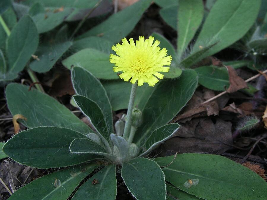 Chlupáček zední - Pilosella officinarum