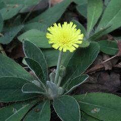 Chlupáček zední - Pilosella officinarum
