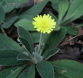 Chlupáček zední - Pilosella officinarum