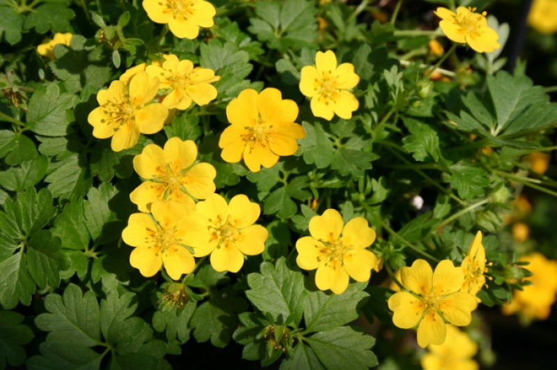Mochna jarní - Potentilla verna
