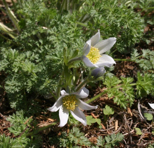 Koniklec albánský - Pulsatilla albana violacea