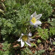 Koniklec albánský - Pulsatilla albana violacea