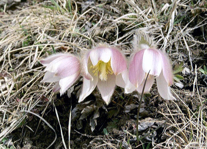 Koniklec jarní - Pulsatilla vernalis