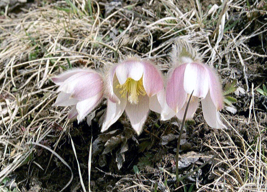 Koniklec jarní - Pulsatilla vernalis