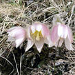 Koniklec jarní - Pulsatilla vernalis