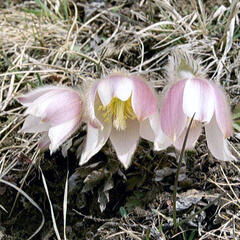 Koniklec jarní - Pulsatilla vernalis
