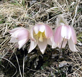 Koniklec jarní - Pulsatilla vernalis