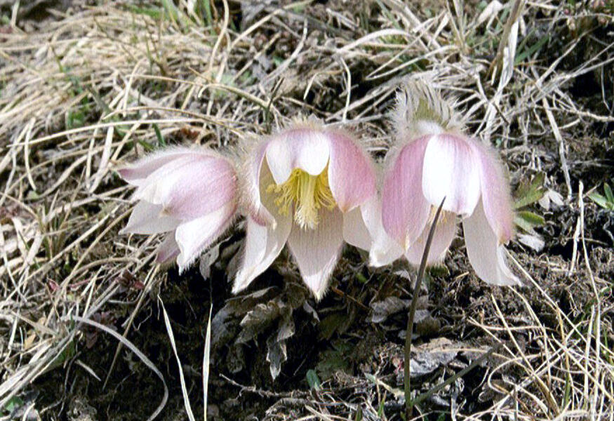 Koniklec jarní - Pulsatilla vernalis