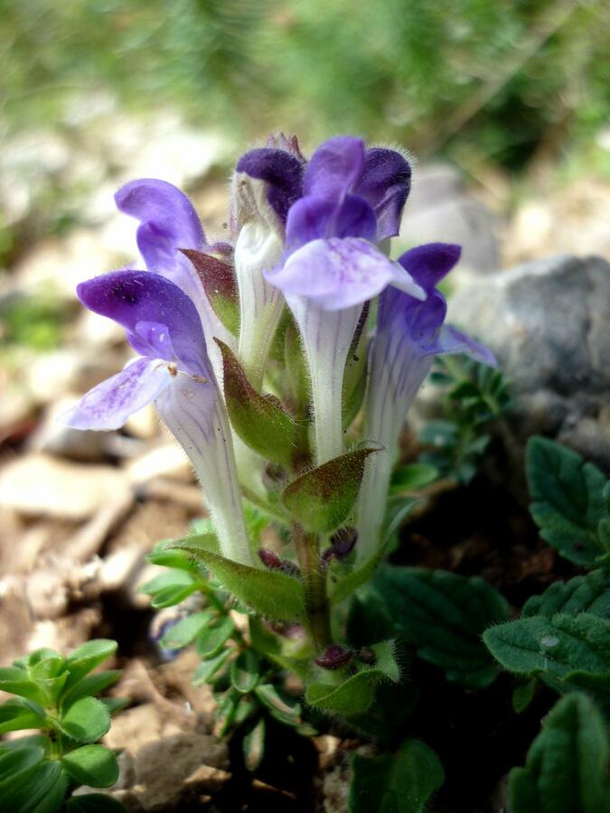 Šišák alpínský - Scutellaria alpina