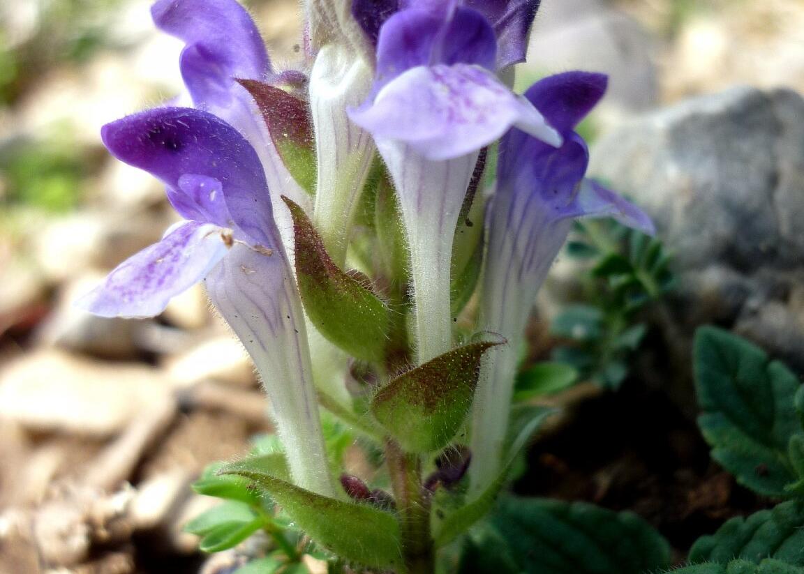 Šišák alpínský - Scutellaria alpina