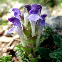 Šišák alpský - Scutellaria alpina