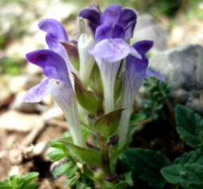 Šišák alpský - Scutellaria alpina