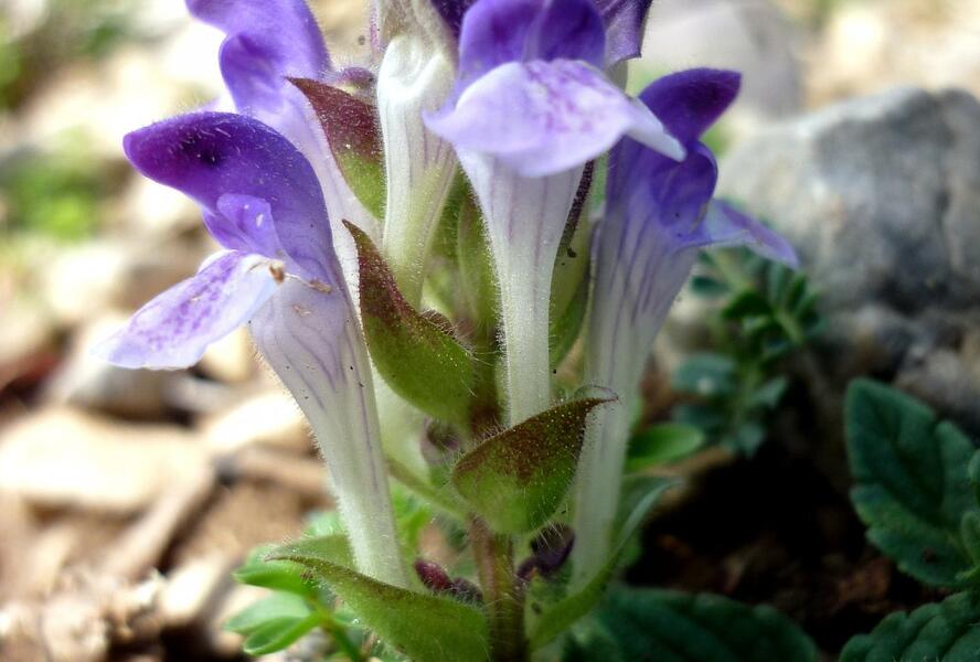 Šišák alpínský - Scutellaria alpina