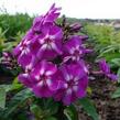Plamenka latnatá 'Purple Kiss' - Phlox paniculata 'Purple Kiss'